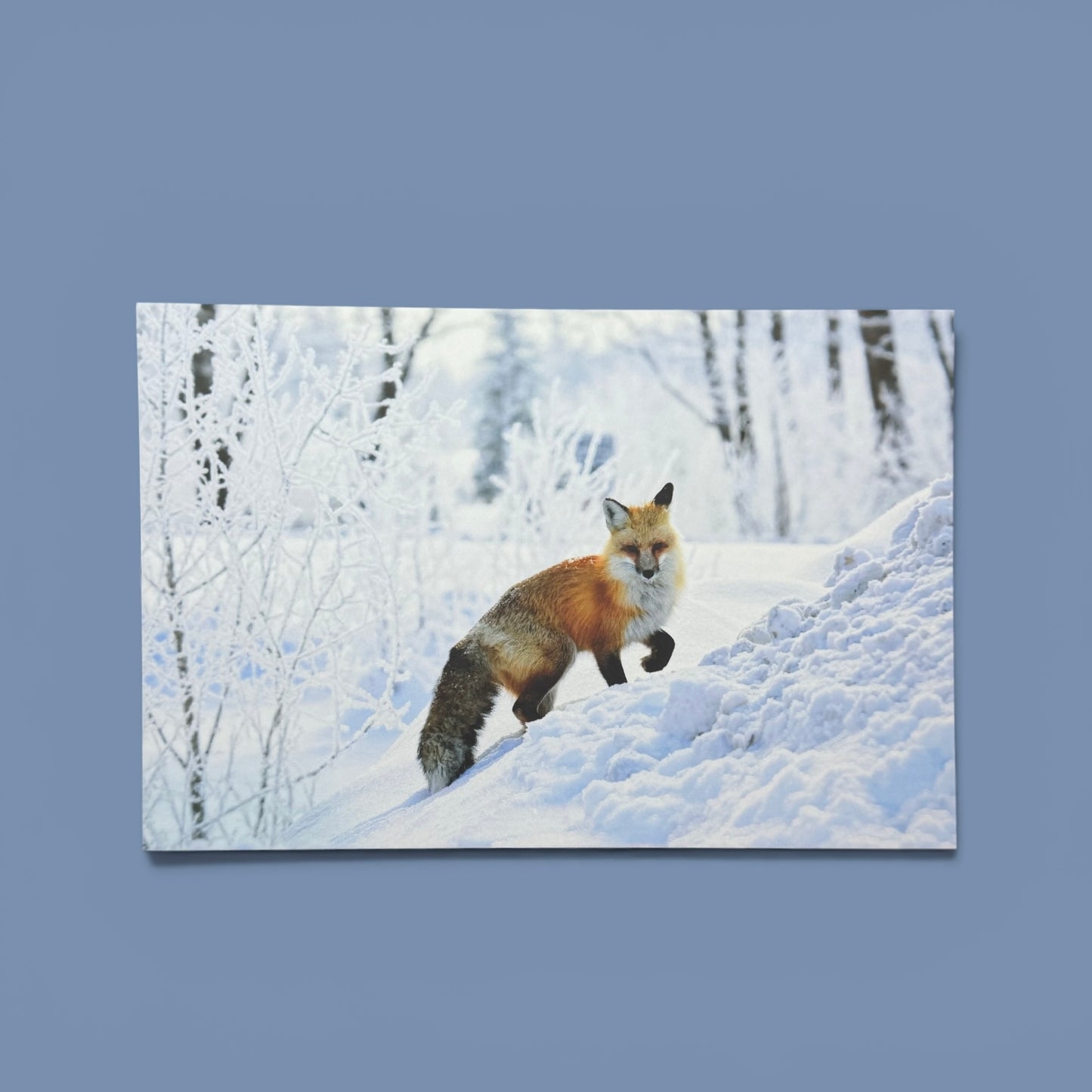 Woodland Series: Red Fox Postcard