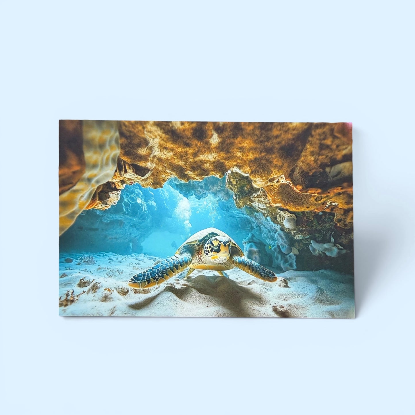 Sealife Series: Turtle Postcard