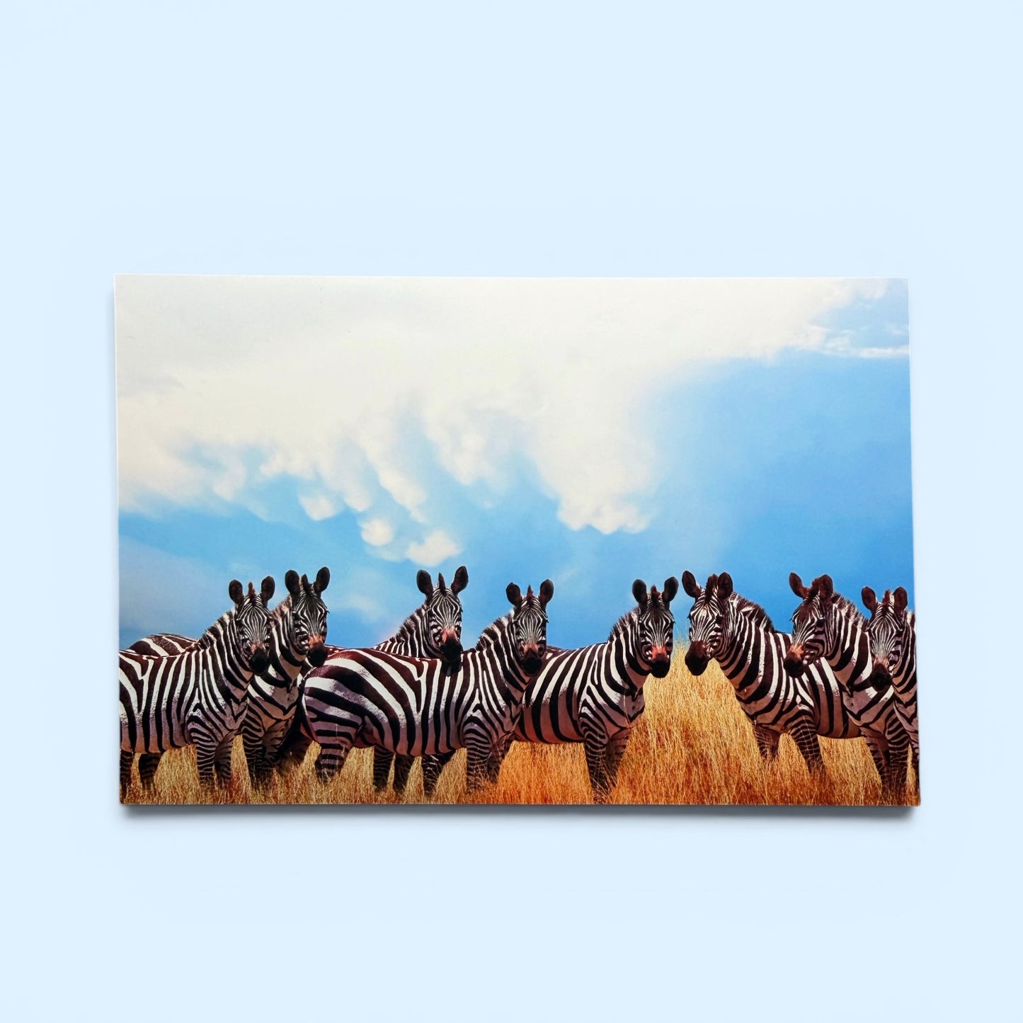 Safari Series: Zebra Herd Postcard
