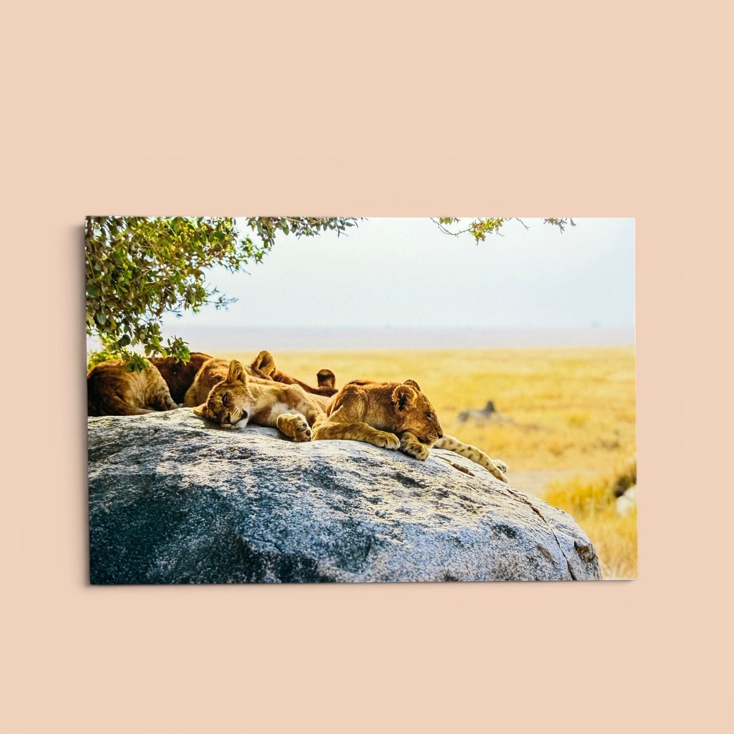 Safari Series: Lions on the Rock Postcard