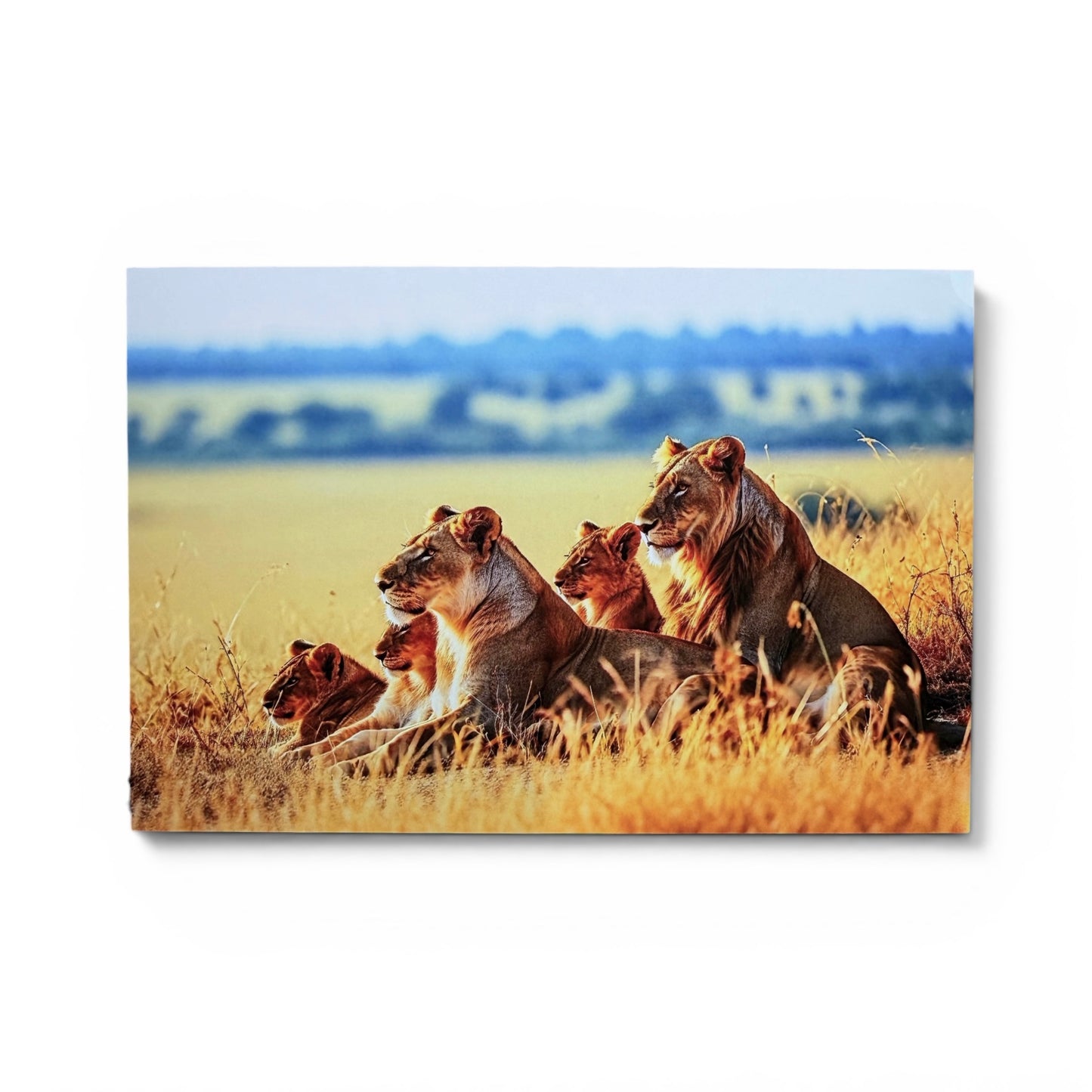 Safari Series: Lion Pride Postcard