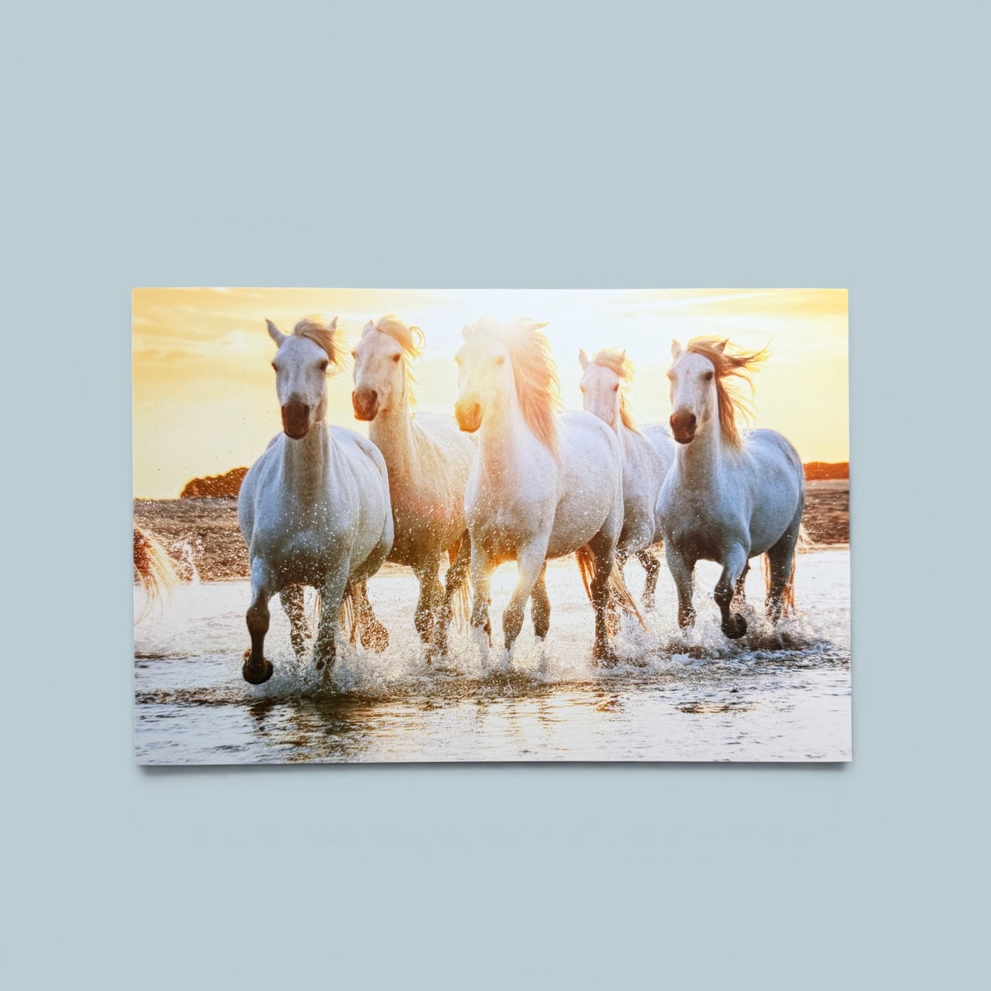 Horses Series: Camargue Herd Postcard