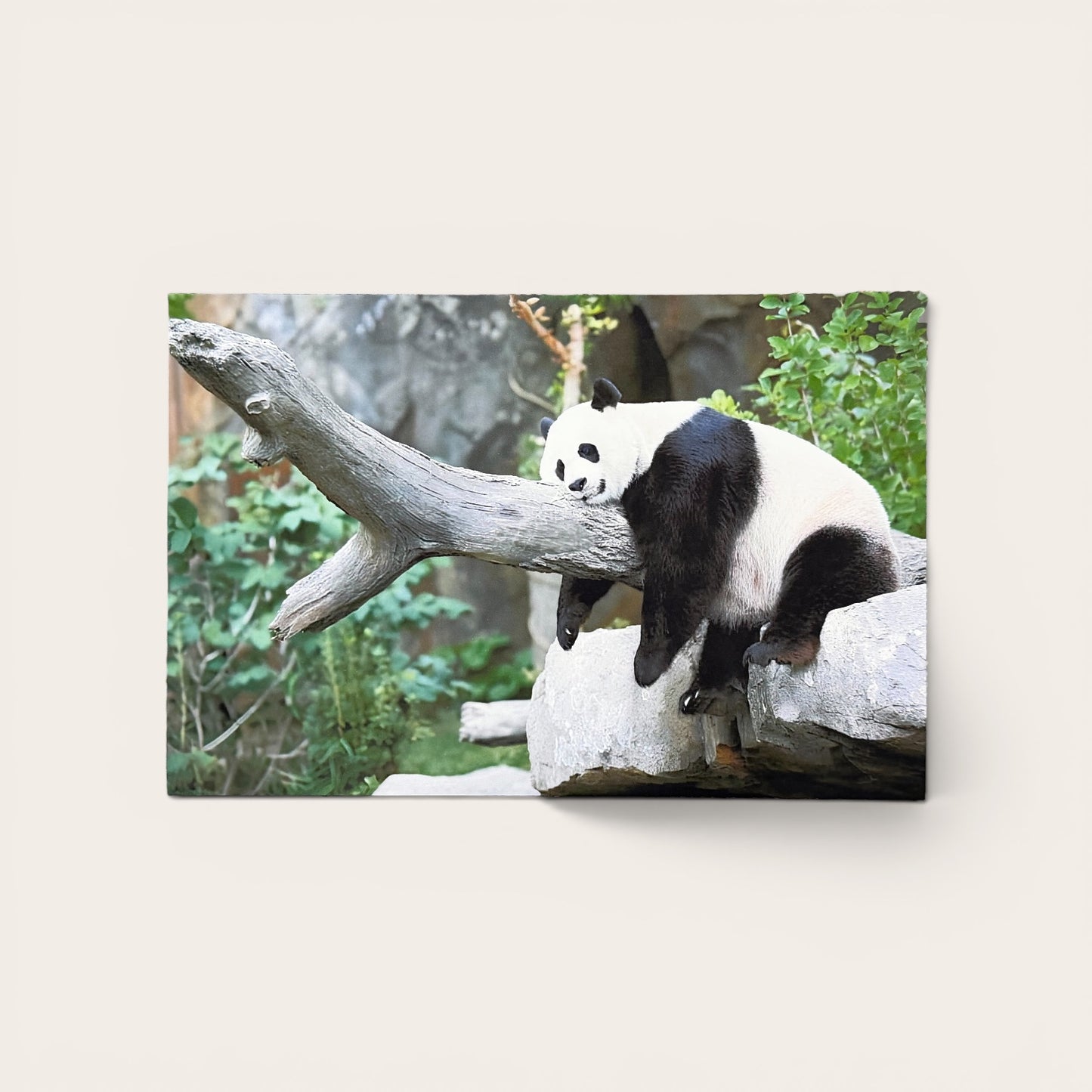 Jungle Series: Restful Panda Postcard