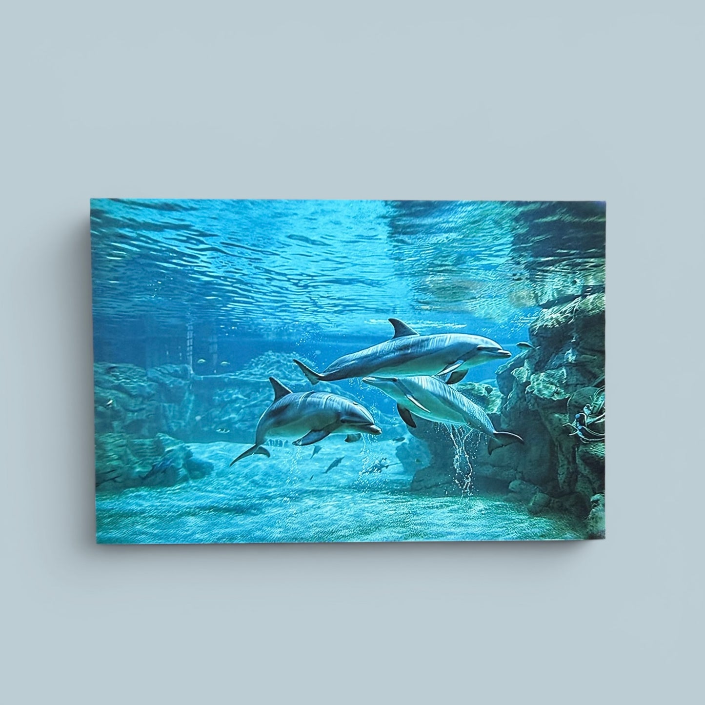Sealife Series: Dolphins Postcard