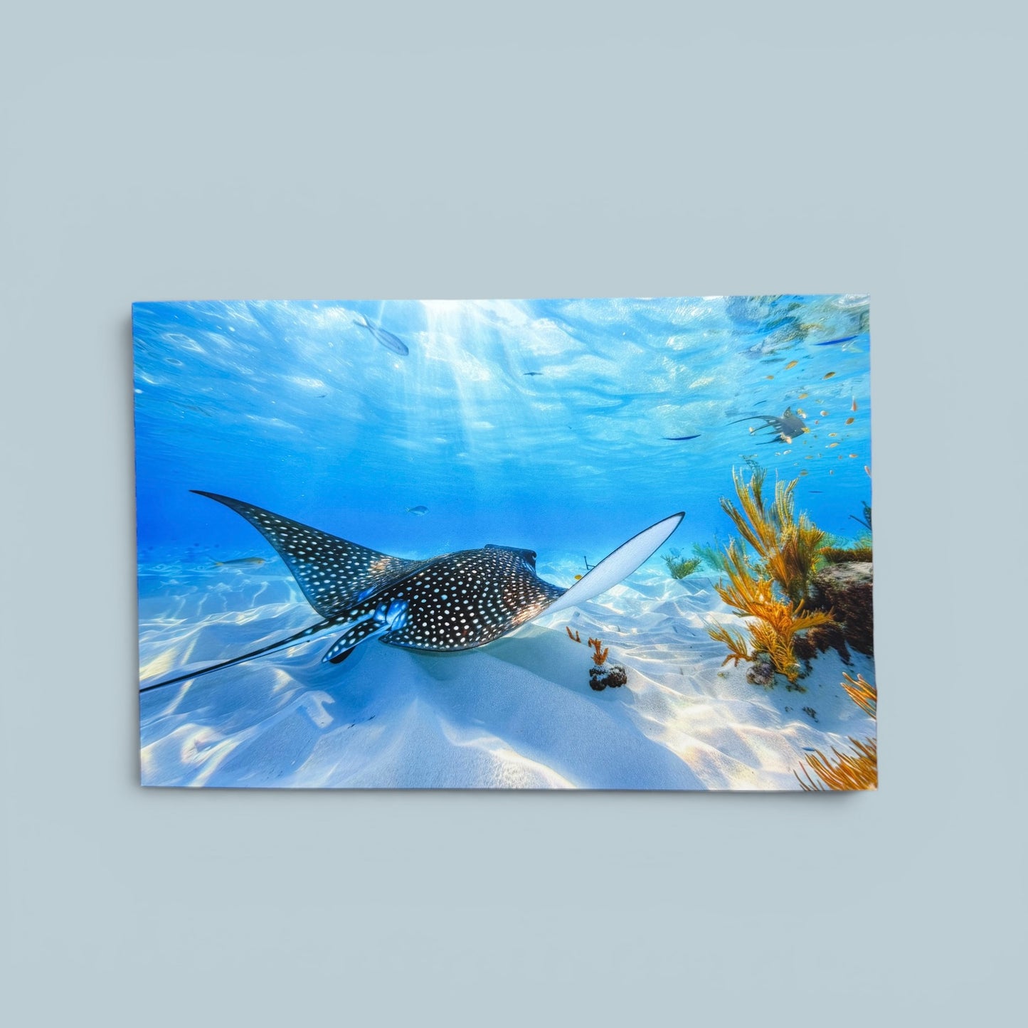Sealife Series: Stingray Postcard
