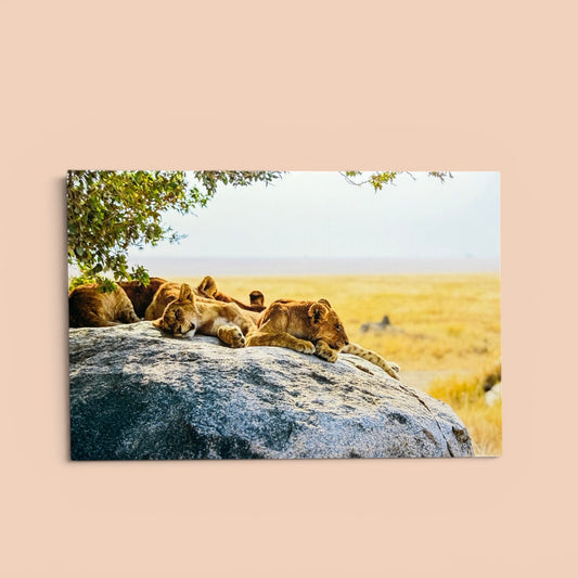Safari Series: Lions on the Rock Postcard