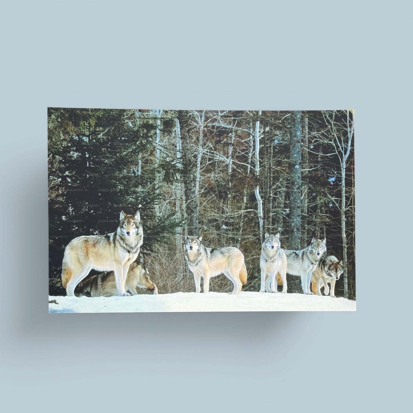 Woodland Series: Wolves Postcard