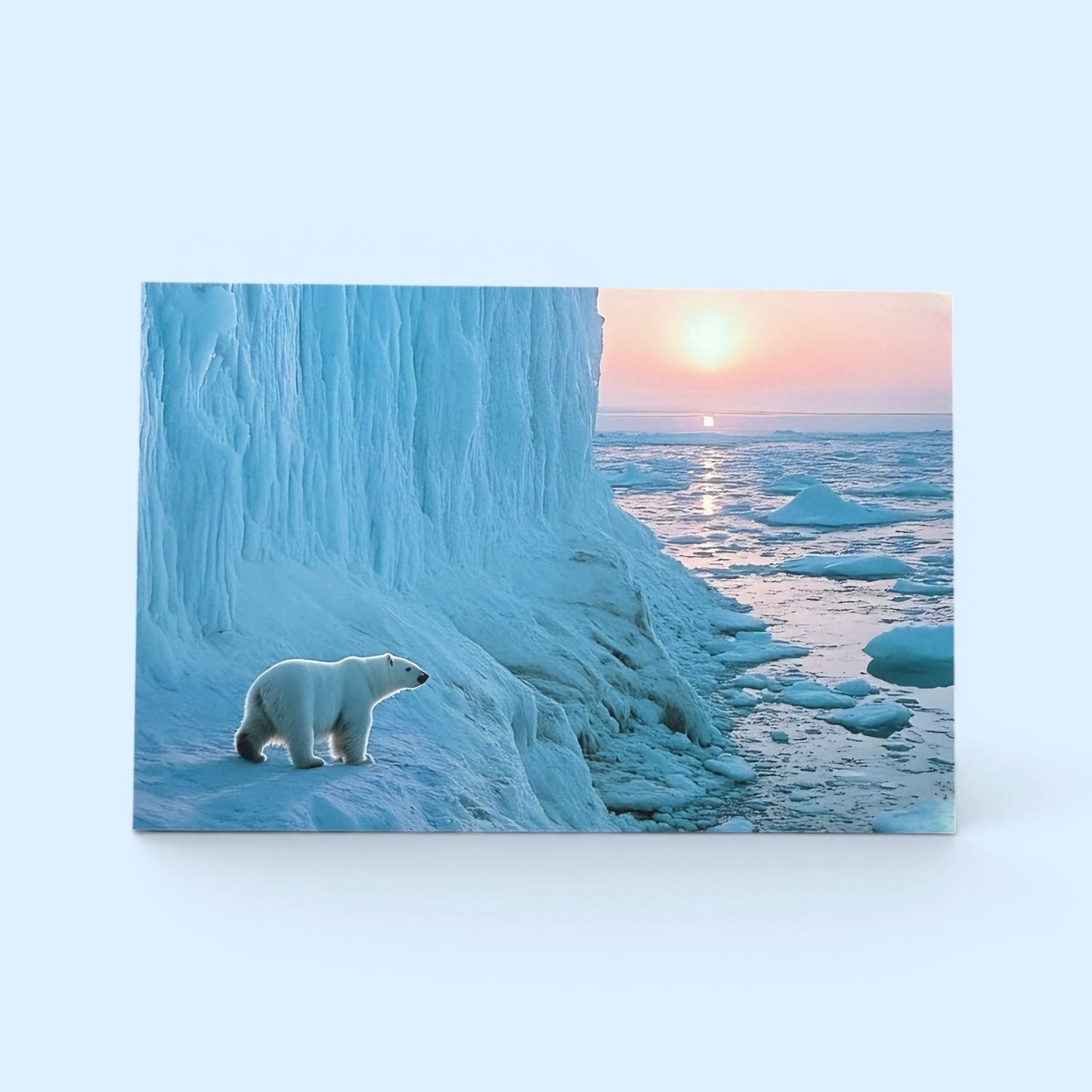 Nature Series: Polar Bear Glacier Postcard