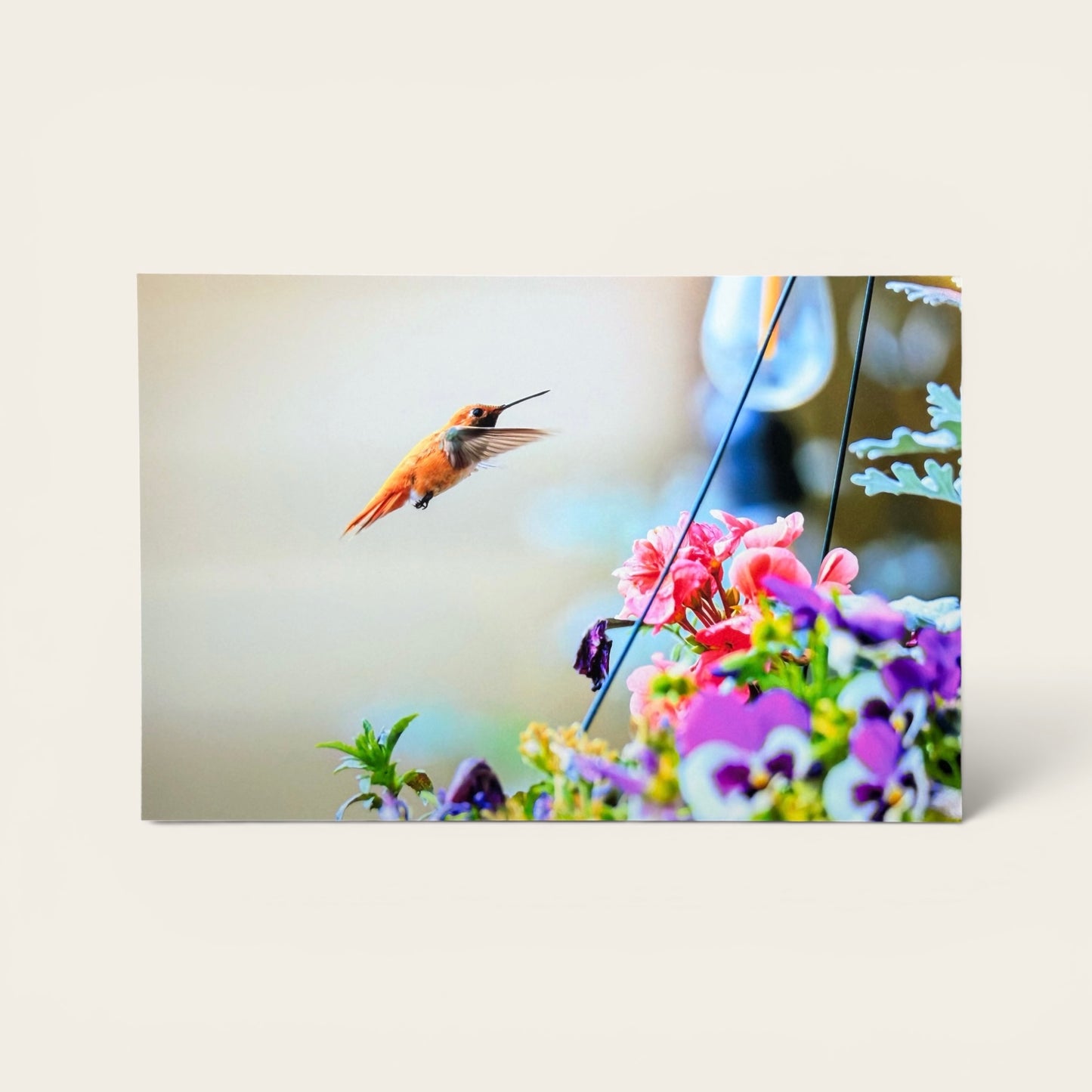 Bird Series: Hummingbird Postcard