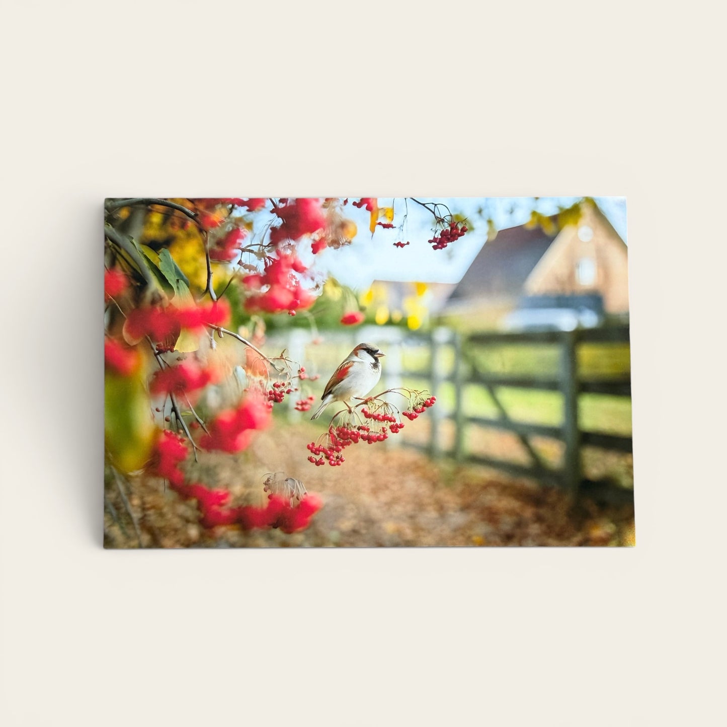 Bird Series: Barnyard Sparrow in Berries Postcard