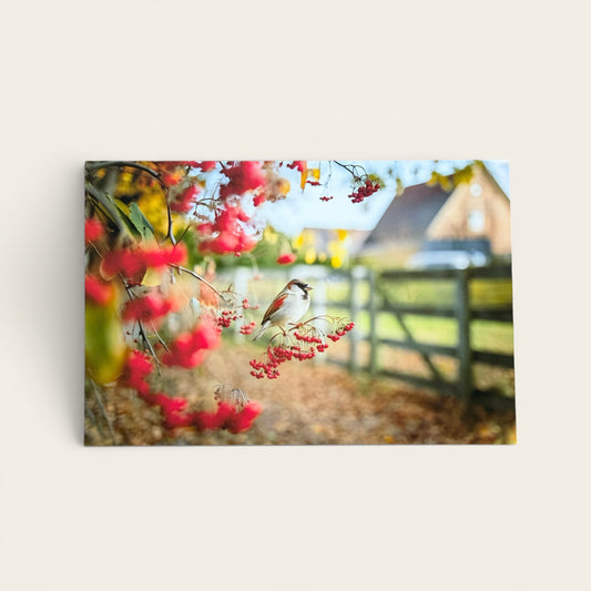 Bird Series: Barnyard Sparrow in Berries Postcard