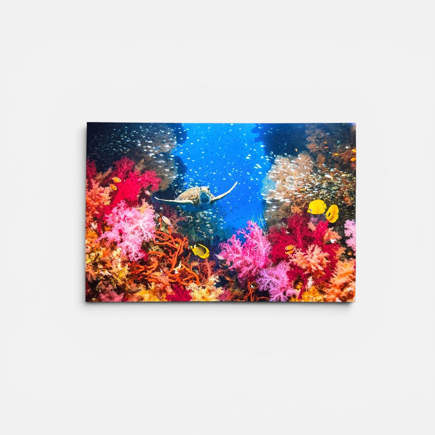 Sealife Series: Coral Reef Turtle Postcard