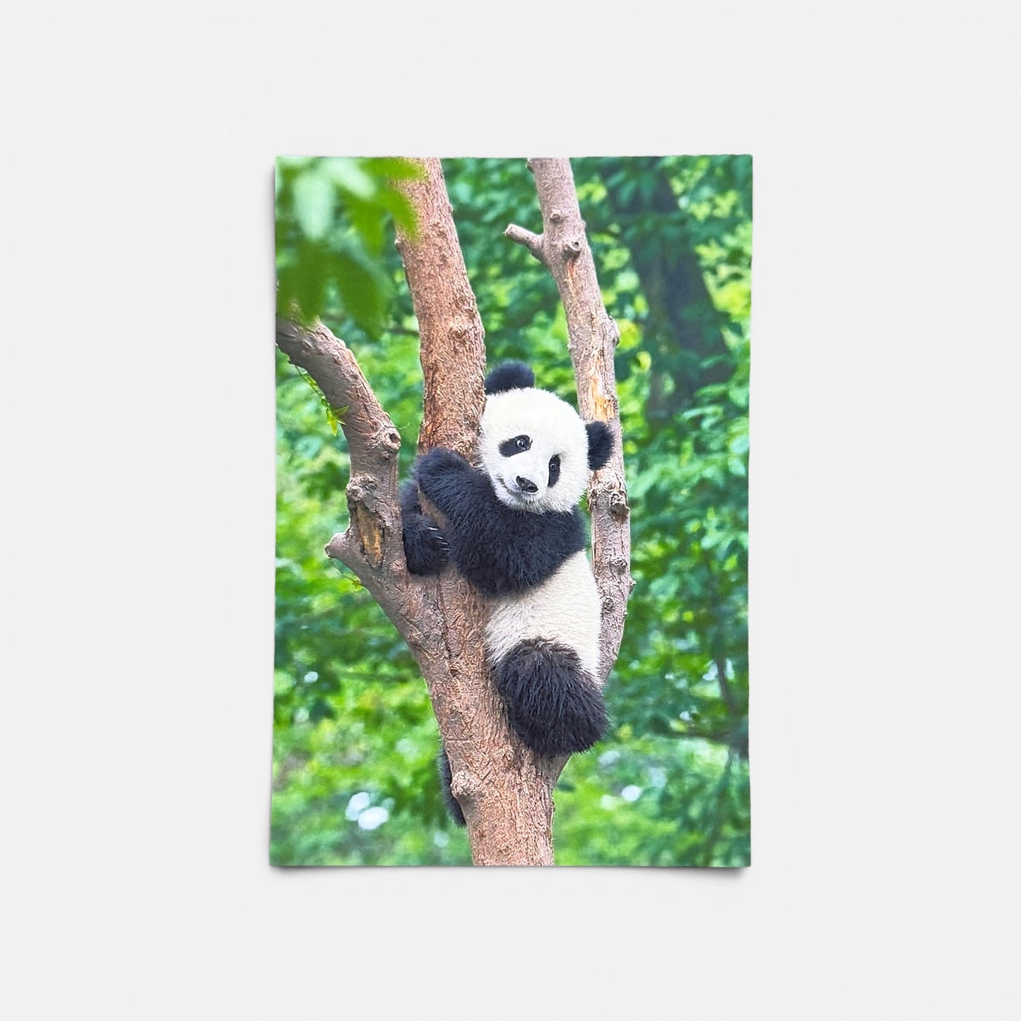 Jungle Series: Panda Clinging Postcard
