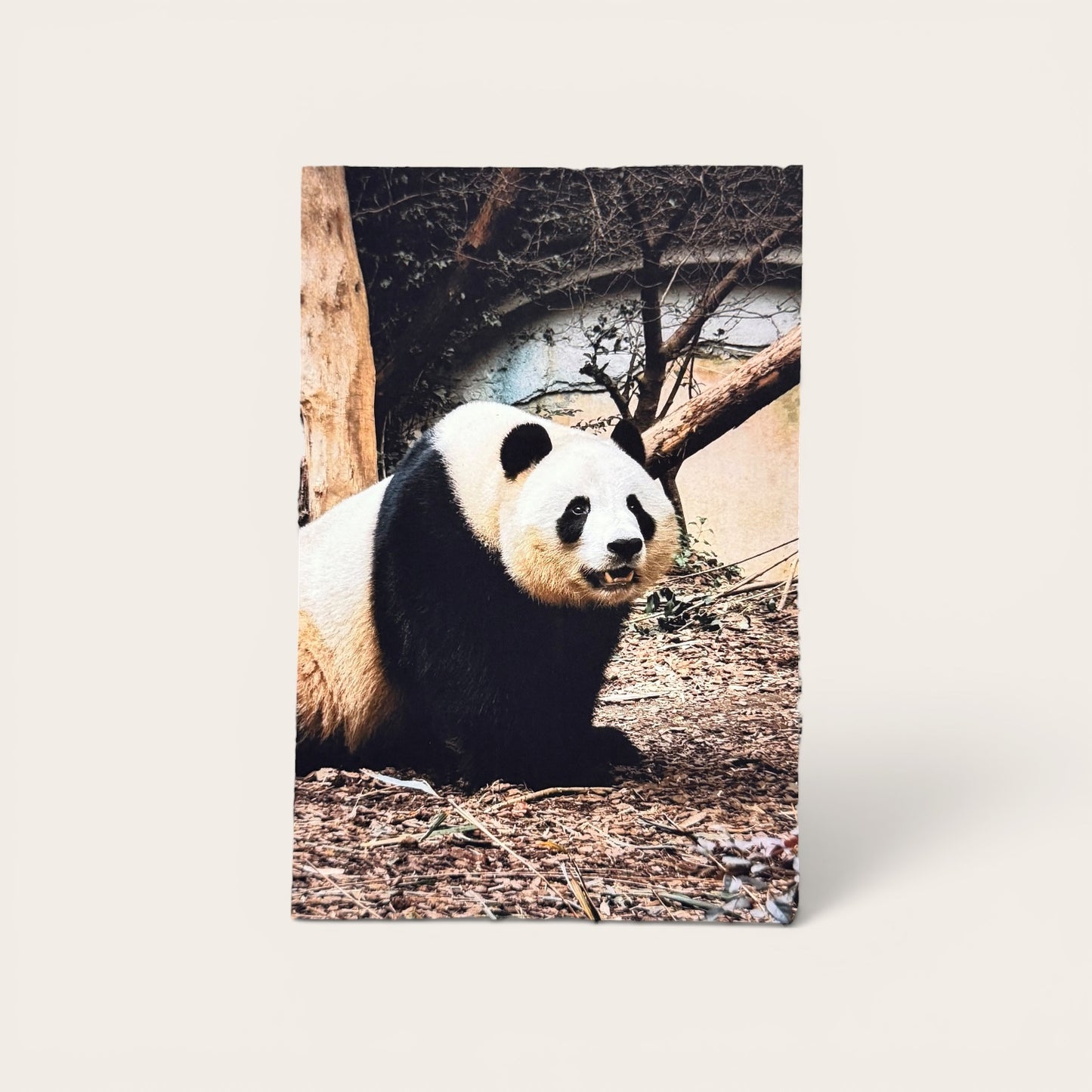 Jungle Series: Panda Portrait Postcard