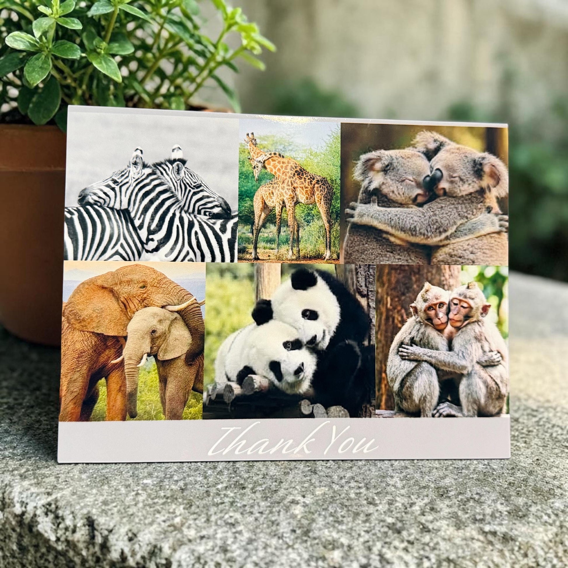 Collage of animals with 'Thank You' text on a card